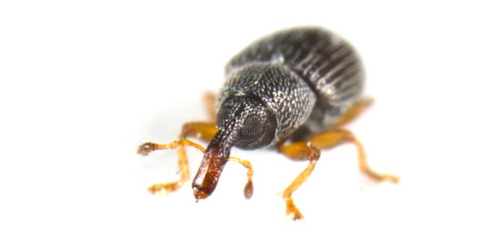 Grain Weevil