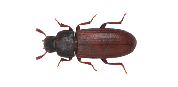 Red Rust Grain Beetle