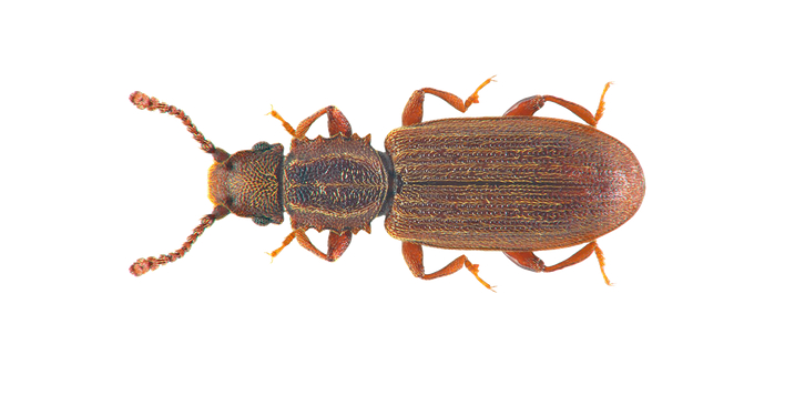 Saw Tooth Grain Beetle